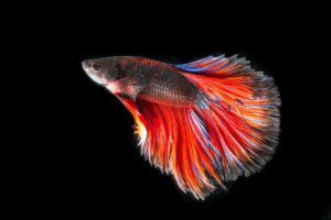 Optimum Tropical Flake Fish Food 100g