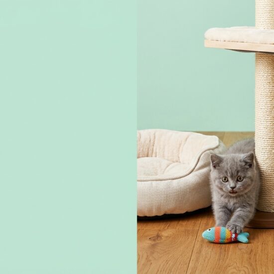 promo_cat_clean