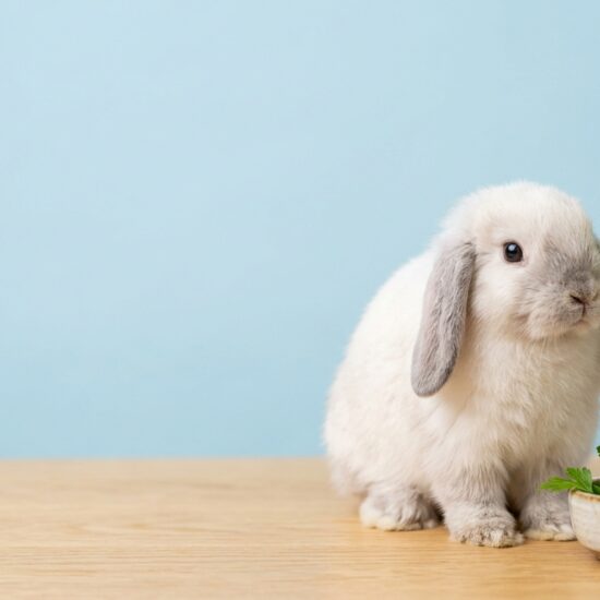 promo_small_pets_clean