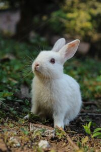 Crisp Sun-Cured Timothy Hay 1kg for Rabbits & Guinea Pigs
